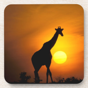 Porta-copo África, Quênia, Masai Mara. Girafa (Giraffa
