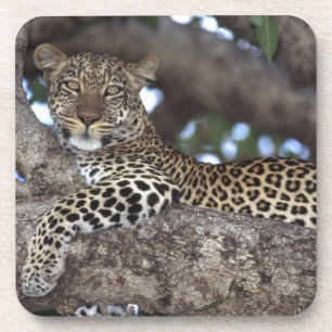 Porta-copo África. Quênia. Masai Mara. Leopardo (Panthera