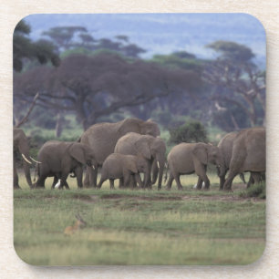 Porta-copo África, Quênia, Parque Nacional de Amboseli. Elefa