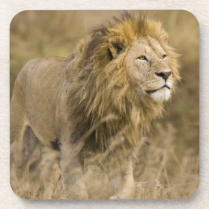 Porta-copo África. Tanzânia. Leão macho em Ngorongoro