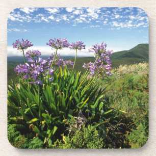 Porta-copo African Lily (Agapanthus praecox), Mossel Bay