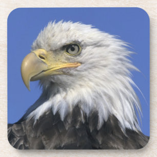 Porta-copo Águia Americana, (Haliaeetus leucocephalus), selva