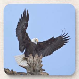 Porta-copo Águia-careca (Haliaeetus leucocephalus) com asas
