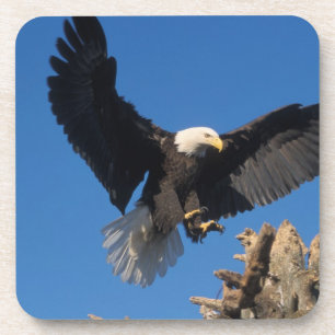 Porta-copo águia-pescadora, Haliaeetus leuccocephalus, pousan