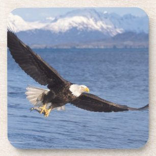 Porta-copo águia-pescadora, Haliaeetus leucocephalus, em voo