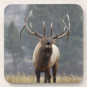 Porta-copo Alce macho buglando, Yellowstone NP, Wyoming 2
