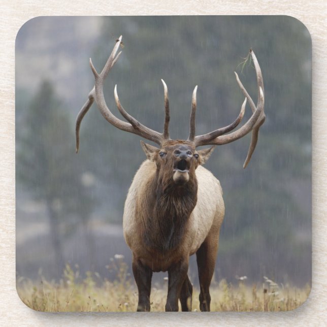 Porta-copo Alce macho buglando, Yellowstone NP, Wyoming 2 (Frente)