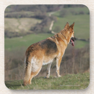 Porta-copo Alemão Shephard que olha abaixo do monte