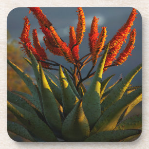 Porta-copo Aloe da Montanha (Aloe Marlothii Berger)