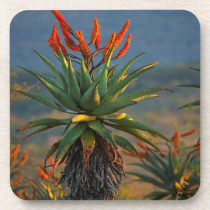 Porta-copo Aloe da Montanha (Aloe Marlothii Berger) 2