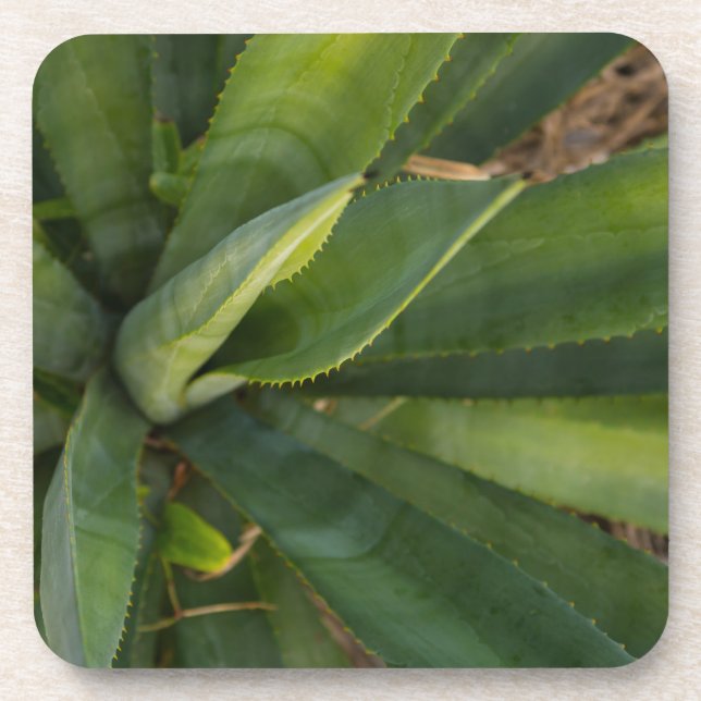 Porta-copo Aloe Vera (Frente)