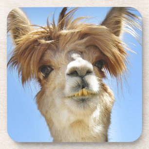 Porta-copo Alpaca com cabelo louco