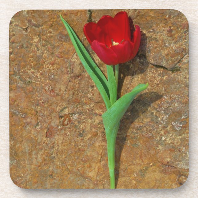 Porta-copo amarelo e Red Tulip (Frente)