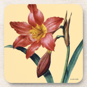 Porta-copo Amaryllis