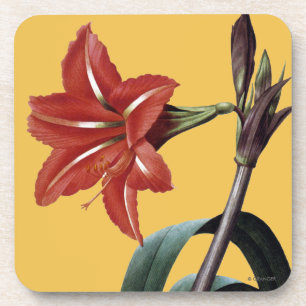 Porta-copo Amaryllis listrado