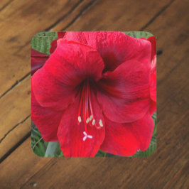 Porta-copo Amaryllis Vermelha Natal Flor de Natal