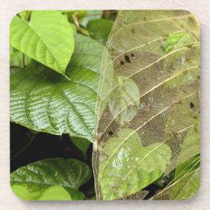 Porta-copo América Central, Costa Rica, Sarapiqui, Braulio