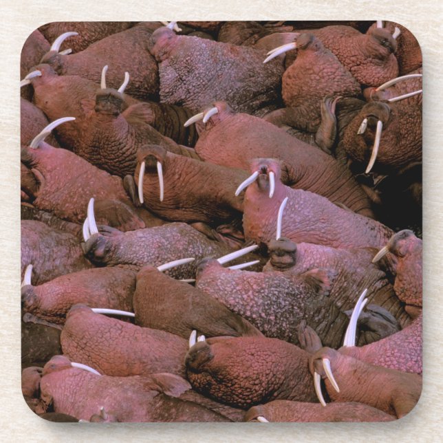 Porta-copo América do Norte, EUA, Alasca, Delta do Yukon (Frente)