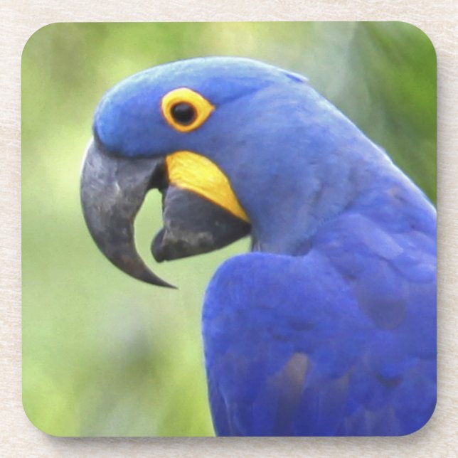 Porta-copo América do Sul, Brasil, Pantanal (Frente)