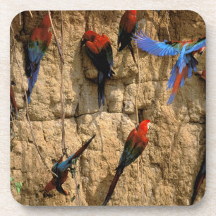 Porta-copo América do Sul, Peru, Manu National Park