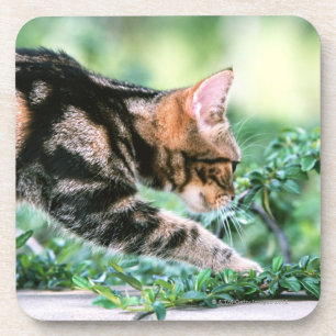 Porta-copo Americano Shorthair 7