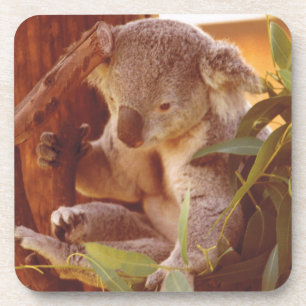 Porta-copo Amor Koala
