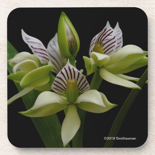 Porta-copo Anacheilium Chacoense (Frente)