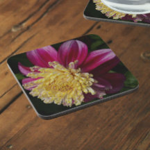 Anemone rosa Dahlia Bloom Floral