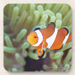 Porta-copo Anemonefish 4 do palhaço