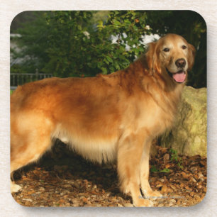Porta-copo Ânsia do golden retriever