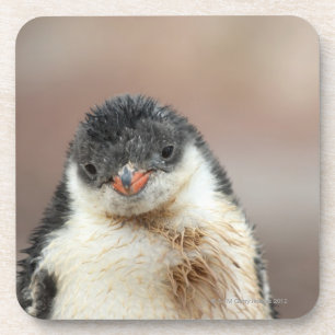 Porta-copo Antárctico