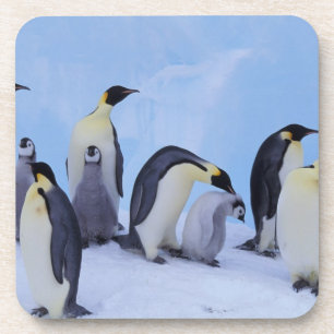Porta-copo Antártica, Emporer Penguin (Aptenodytes)