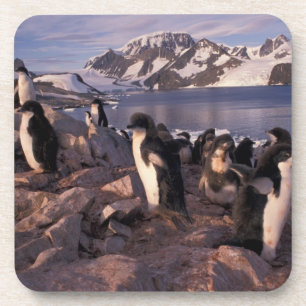 Porta-copo Antártida, filhotes de pinguim Adelie