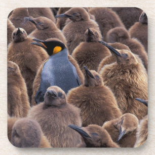 Porta-copo Antártida, Ilha Geórgia do Sul, pinguins-imperador