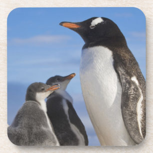 Porta-copo Antártida, Neko Cove (Porto). Pinguim-de-gentoo 2