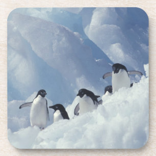 Porta-copo Antártida. Pinguins-de-adélia