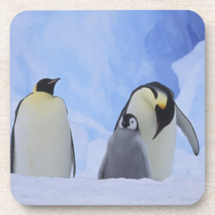 Porta-copo Antártida. Pinguins-imperadores e filhote