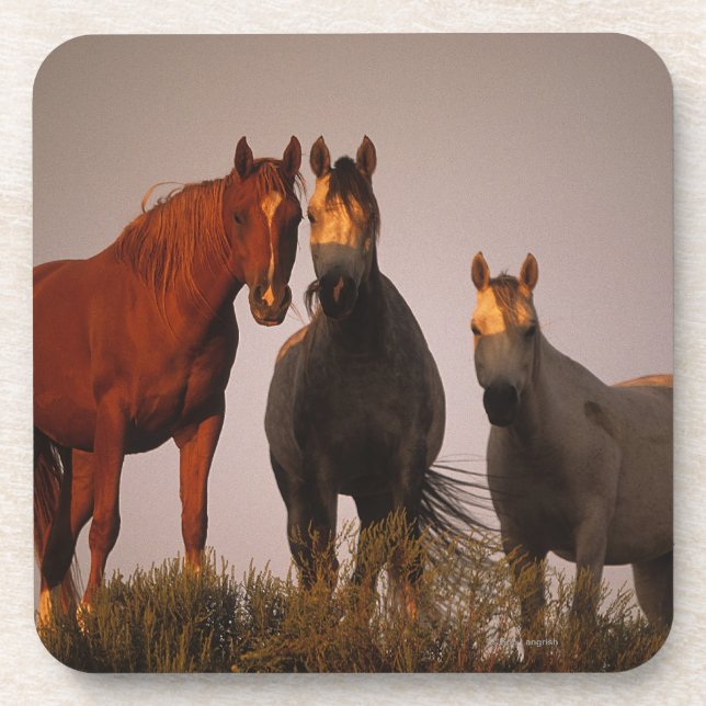 Porta-copo Árabes no por do sol (Frente)