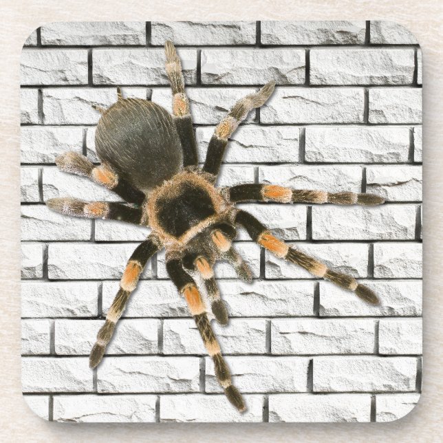 Porta-copo araignée mygale (Brachypelma smithi).  (Frente)