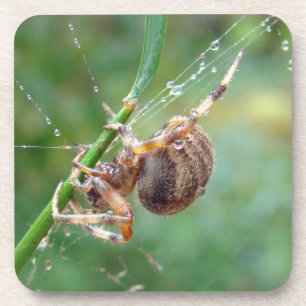Porta-copo Araneus - aranha do tecelão da esfera