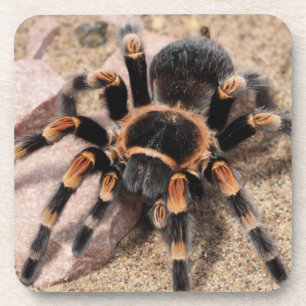 Porta-copo Aranha de Tarantula do Joelho Vermelho Mexicano
