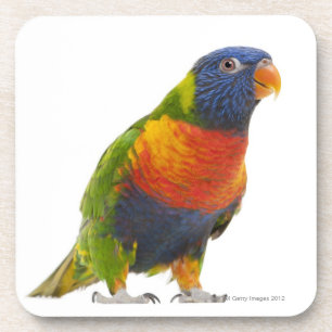 Porta-copo Arco-íris fêmea Lorikeet - Trichoglossus