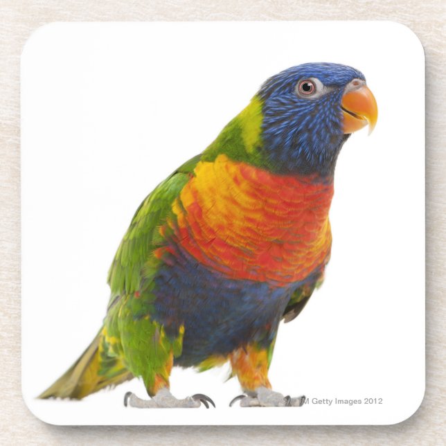 Porta-copo Arco-íris fêmea Lorikeet - Trichoglossus (Frente)