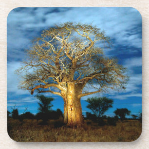 Porta-copo Árvore Baobá (Adansonia) Iluminada pela Lua
