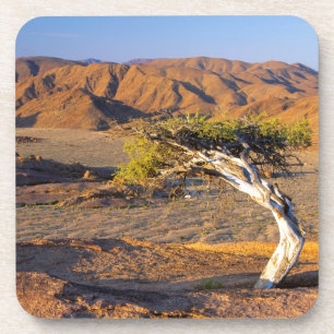 Porta-copo Árvore Nodosa E Terras Desérticas, Richtersveld