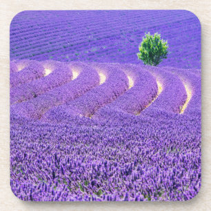 Porta-copo Árvore solitária em Campo de Lavanda, França