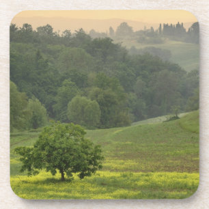 Porta-copo Árvore única em campo agrícola, Toscana,