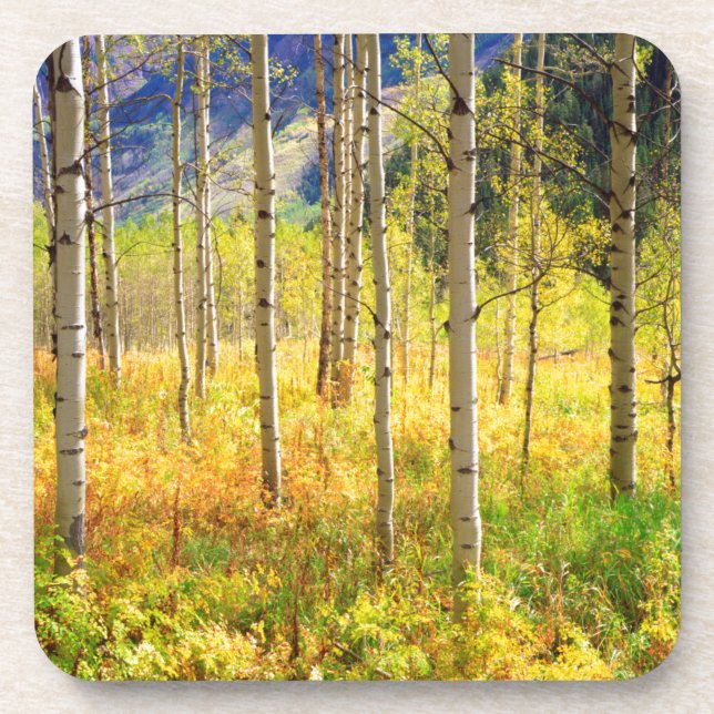 Porta-copo Árvores de Aspen no Outono nas Montanhas Rochosas (Frente)