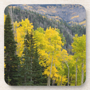 Porta-copo Árvores de Aspen (Populus Tremuloides) E Coníferas