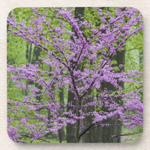 Porta-copo Árvores Redbud em plena floração de primavera pert